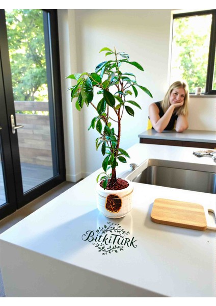Beton Saksıda Ithal Ficus Bonsai 40/60CM Portakal Dilimi ve Lav Taşı Dekorlu modelleri