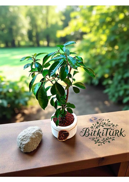 Beton Saksıda Ithal Ficus Bonsai 40/60CM Portakal Dilimi ve Lav Taşı Dekorlu fırsatları