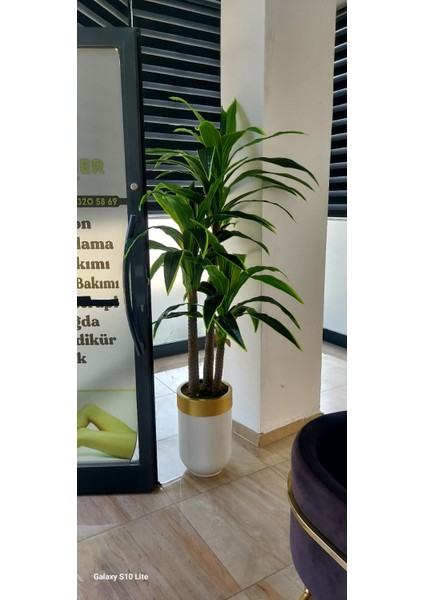 Beyaz Gold Darbuka 3 Gövdeli Yuka -180 cm fiyatları