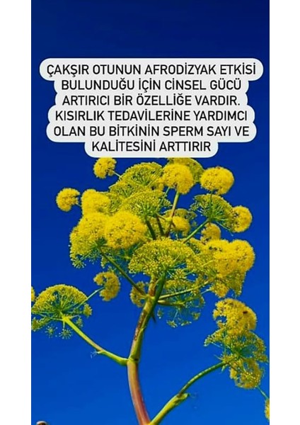 Mirabelle Çakşır Kökü Suyu fırsatları