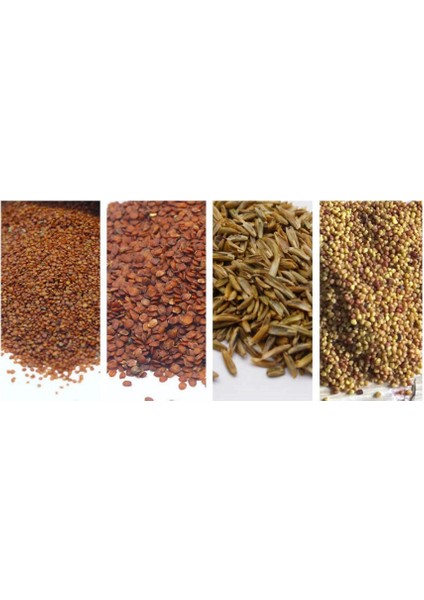 Stiridye Mantarı Başlangıç Seti 10 kg Tohum fiyatları