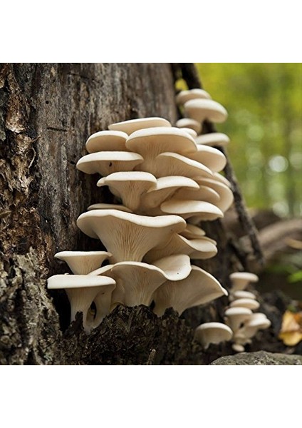 Stiridye Mantarı Başlangıç Seti 10 kg Tohum modelleri