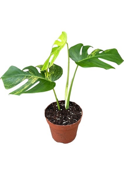 Monstera Deliciosa 'aurea' (Deve Tabanı)