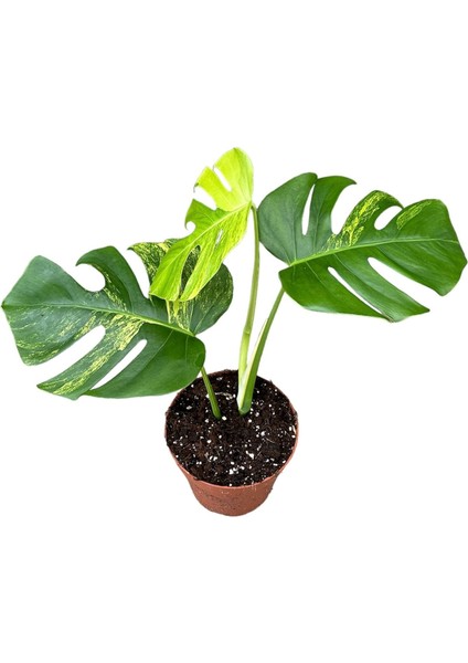 Monstera Deliciosa 'aurea' (Deve Tabanı) fiyatları
