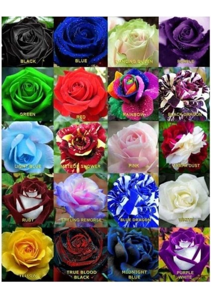 Dünyam 20 Adet 20 Çeşit Karışık Gül Tohumu