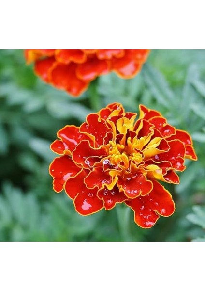 Klasik Fransız Kadife Çiçeği F1 Tohumu (50 Tohum) fiyatları