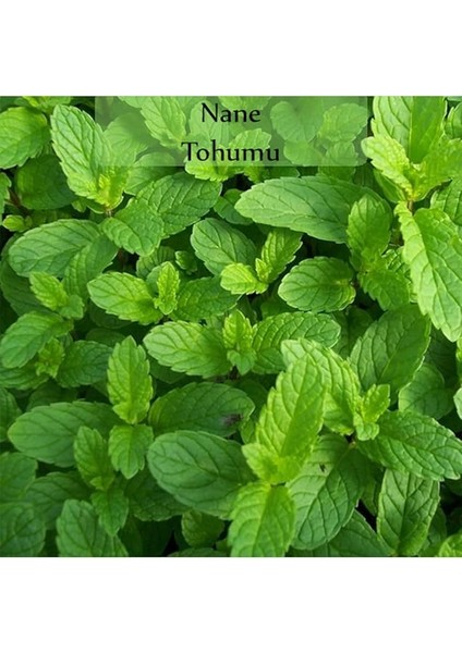 Organik Nane Tohumu 1 Paket (0,02GR) fiyatları