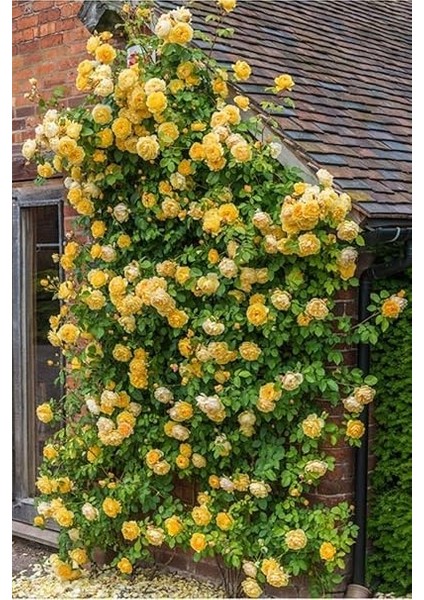 Look 10 Adet Kokulu Yediveren Sarı Sarmaşık Gül Tohumu TH-5365520093475258 fiyatları