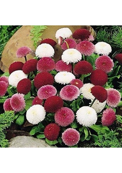 Karışık Katmerli Bellis Perennis Ponpon Ingiliz Çayır Papatyası Çiçeği TOHUMU(100 Tohum)