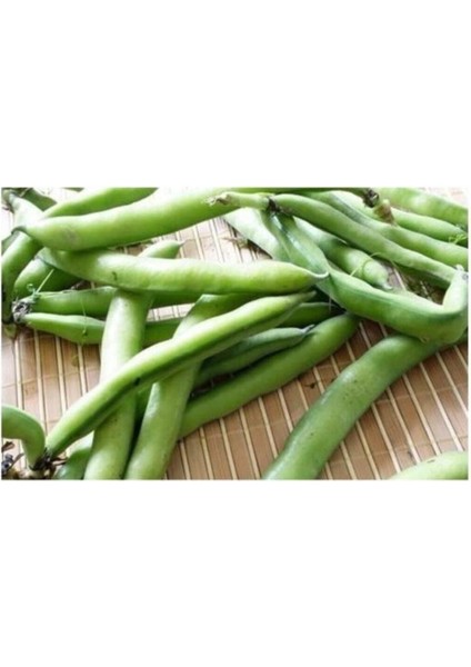 Dünyam Boncuk Ayşe Fasulye 20+ Adet Tohum fiyatları