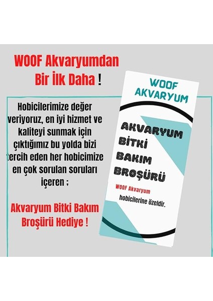 Muricatus 1 Buket 1 Kök Sert Yapraklı Kolay Akvaryum Bitkisi,canlı Bitki fırsatları