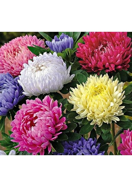 Aster Kasımpatı (Krizantem) Karışık Renkli - 20 Tohum fiyatları