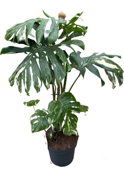 Monstera Deliciosa 'thai Constellation' (Deve Tabanı)