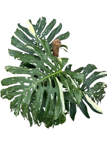 Monstera Deliciosa 'thai Constellation' (Deve Tabanı) fiyatları