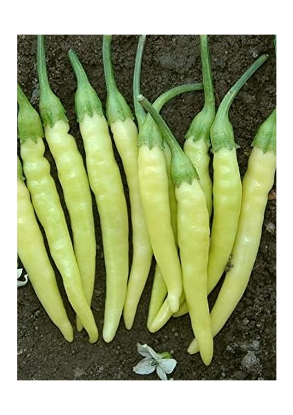 Garden Doğal Turşuluk Süs Biberi Sarı Ston 100 Ad. Tohum