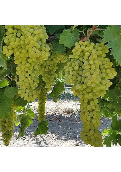 Tüplü Çok Iri Salkımlı K-7 Çekirdeksiz Üzüm Asma-Bağ Fidanı