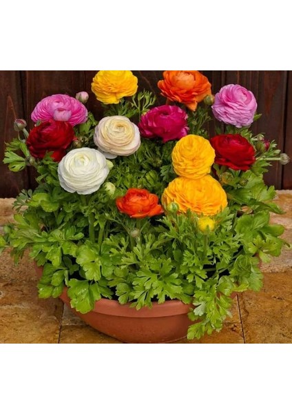 Çiçeği Tohumu (Katmerli Büyük Çiçekli) Karışık Renkli - 5 Tohum