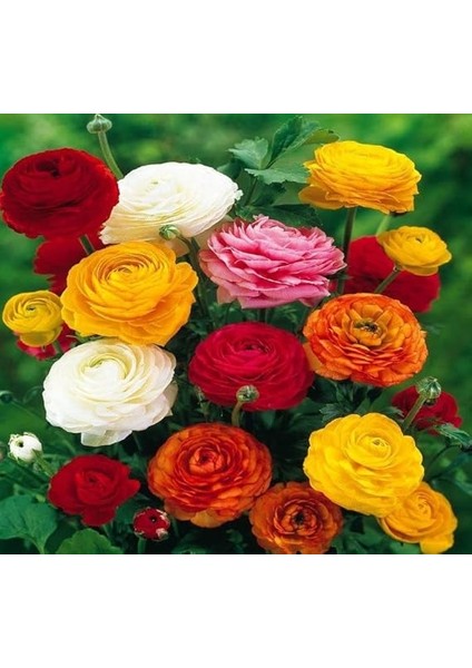 Çiçeği Tohumu (Katmerli Büyük Çiçekli) Karışık Renkli - 5 Tohum fiyatları