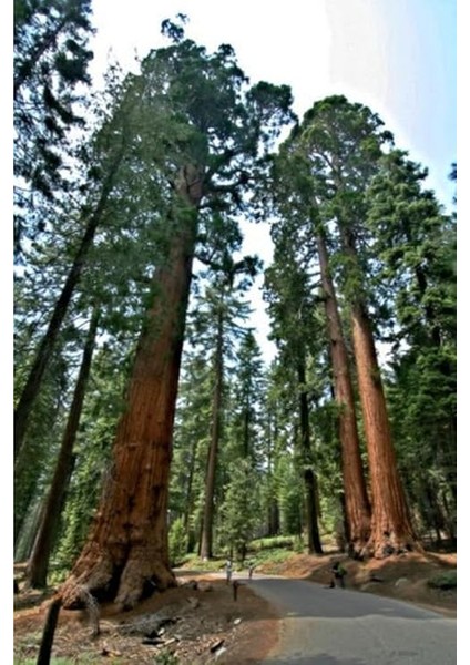 Look 10 Adet Dev Sekoya Ağacı Tohumu Th-Sekoyaağacı1 fiyatları