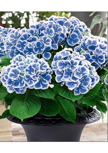 Dünyam Ebruli Mavi Ortanca Çiçeği Tphumu- 10 15 Adet
