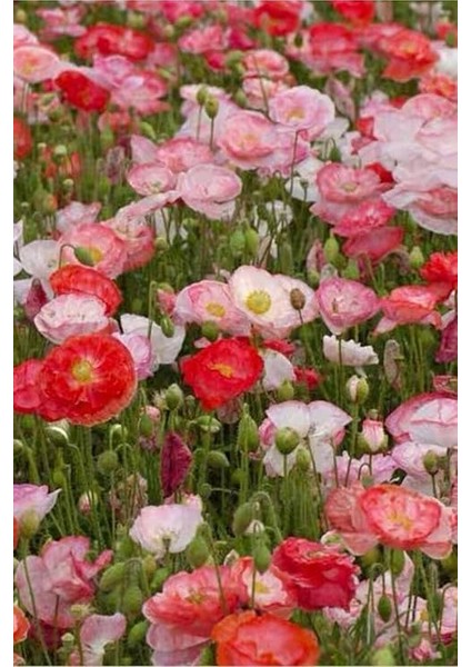 Dünyam 10 Adet Shirley Poppies Double Mixture Tohumu fiyatları