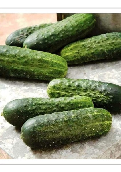 Tarım Hibrit Kornişon Tohumu Can F1 100 Adet Tohum