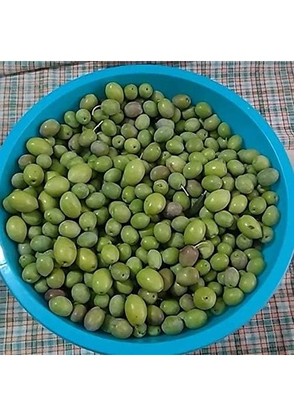 Saksılı Çizmelik Özel Üretim Çekişte Zeytin Fidanı