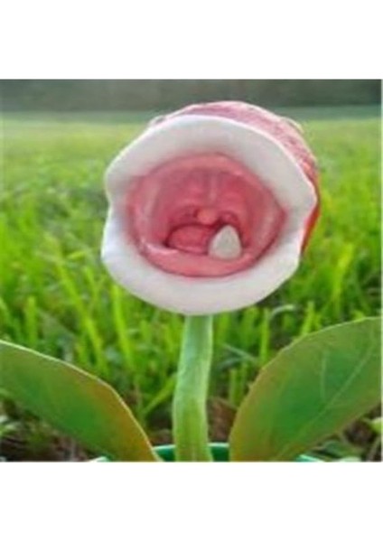 Look Ithal Sinek Kapan Bitki Çiçeği Tohumu Ekim Seti TH-DSHNLLKSET047 fırsatları