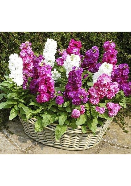 Çiçeği Tohumu (Katmerli Keskin Kokulu) Karışık Renkli - 10 Tohum modelleri