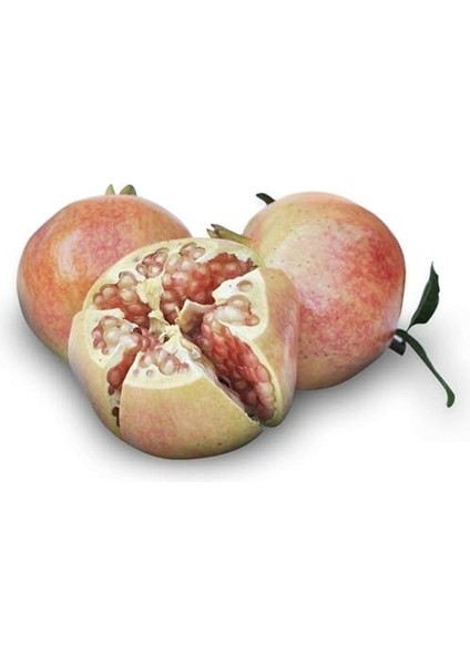 Paket Tüplü Tatlı Devedişi Nar Fidanı fiyatları