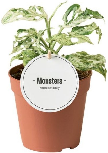 Monstera Adansonii 'frozen Freckles' (Deve Tabanı)