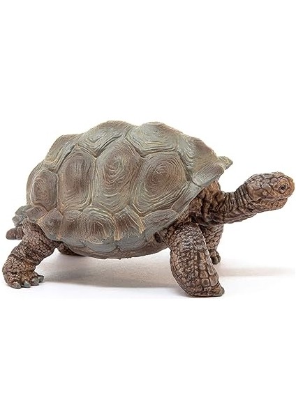 Dev Tosbağa fırsatları