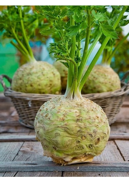 Garden Doğal Anadolu Kök Kerevizi Tohumu 100 Ad. Tohum