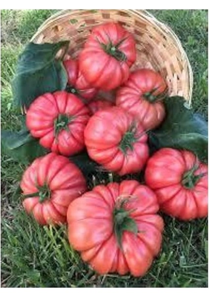 Dünyam Süper Paket 400 Adet Tohum Geleneksel Ankara Ayaş Domatesi Tohumu Domates Tohumu modelleri