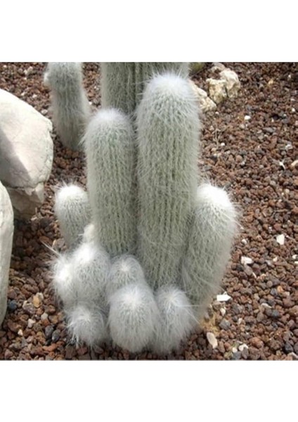 Look Cephalocereus Senilis Kaktüs Tohumu TH-9154684654669