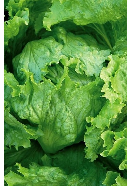 Look Iceberg Göbek Marul Tohumu / 20 Adet Tohum TH-THMCMTHM421 indirimleri