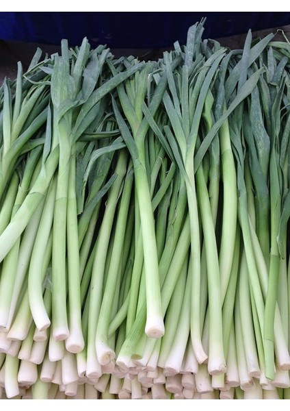 Garden Ithal Pırasa Tohumu Uzunbilek 100 Ad. Tohum