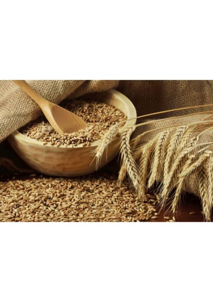 Buğday 1 kg Doğal Buğday Hormonsuz Ilaçsız Buğday Tavuk Yemi Güvercin Yemi Buğday Tohumu Buğday Çimi