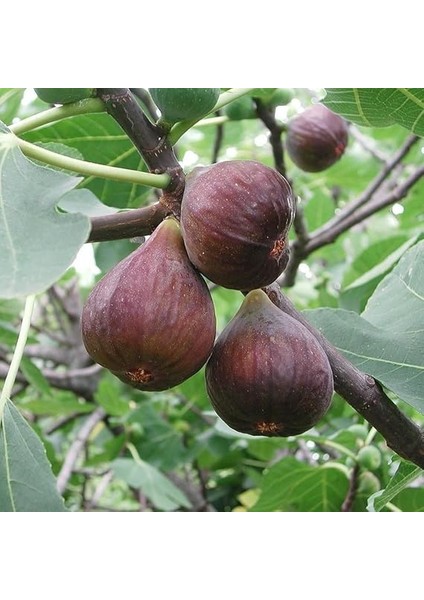 Tüplü Iri Meyveli Dürdane Bursa Siyahı Incir Fidanı fırsatları