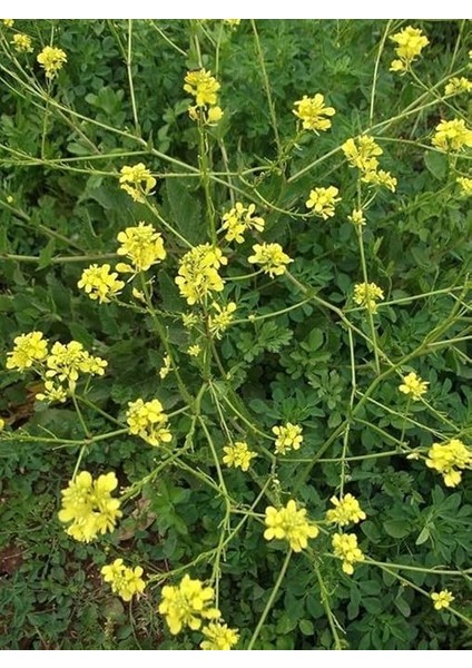 Tarım Mikro Filiz Yeşilliğe Uygun Doğal Sarı Hardal Tohumu 1000 Adet Tohum fiyatları