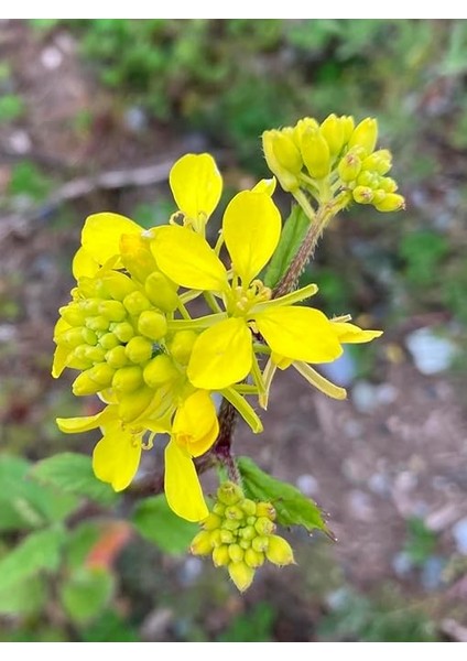 Tarım Mikro Filiz Yeşilliğe Uygun Doğal Sarı Hardal Tohumu 1000 Adet Tohum modelleri
