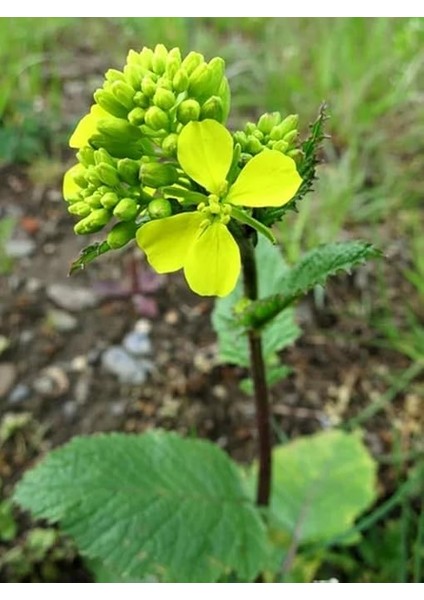 Tarım Mikro Filiz Yeşilliğe Uygun Doğal Sarı Hardal Tohumu 1000 Adet Tohum fırsatları