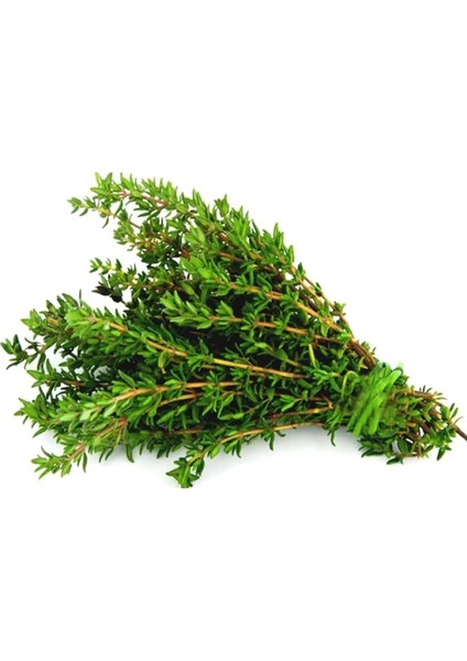 Kekiği, Doğal Zahter Tohumu 40 Adet Tohum indirimleri