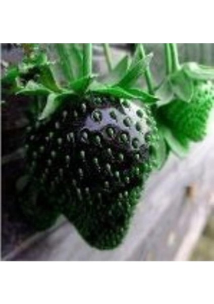 Look 10 15 Adet Siyah Çilek Tohumu TH-2022DSHNGLKTHM153