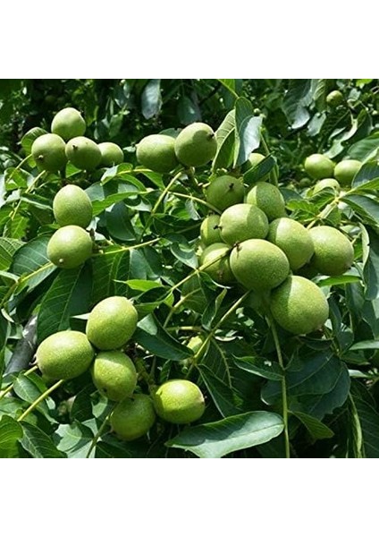 Paket Tüplü Aşılı Bol Verimli Fernor Ceviz Fidanı