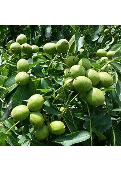 Paket Tüplü Aşılı Bol Verimli Fernor Ceviz Fidanı fiyatları