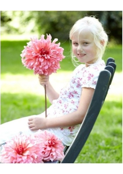 Dünyam Karışık Nadir Ithal Dev Dahlia Çiçeği Tohumu 5 Adet Tohum