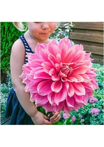 Dünyam Karışık Nadir Ithal Dev Dahlia Çiçeği Tohumu 5 Adet Tohum fırsatları