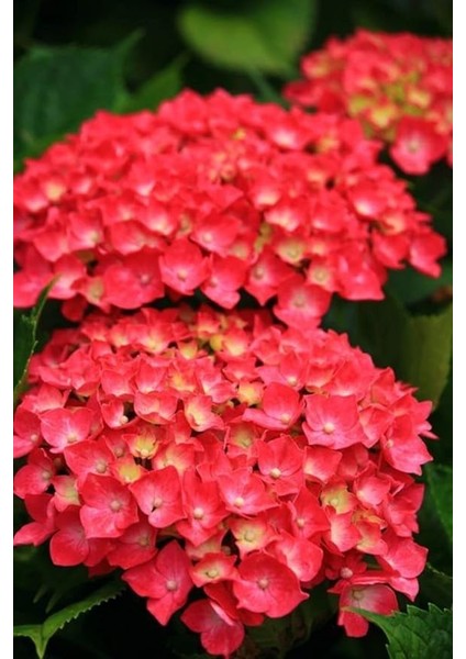 Look 15 Adet Kırmızı Renkli Ortanca Çiçeği Tohumu TH-2022DSHNGLKTHM171