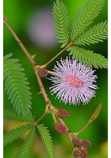 Look Mimoza, Küstüm Çiçeği Tohumu / 5 Adet Tohum TH-THMCMTHM383 fiyatları